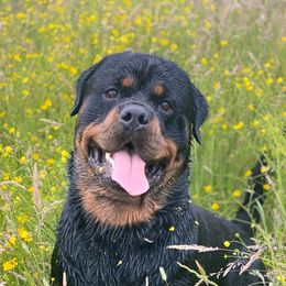Rottweilers from Tanya Burgess' Rottweilers