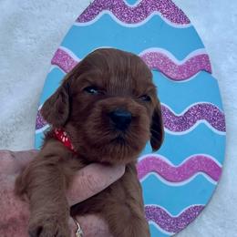 Red - Red  male Goldendoodle puppy in Indian Trail, North Carolina from Castleberry Doodles and Poodles