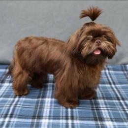 Reese - Shih Tzu