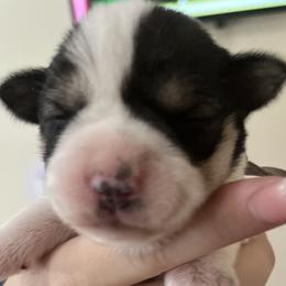 Boy 1 - Parti male Miniature Schnauzer puppy in Carriere, Mississippi from Sassy Schnauzers