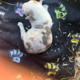 Girl 1 - Red merle and white female American Corgi puppy in Sequatchie, Tennessee from Green Star Farm Corgis