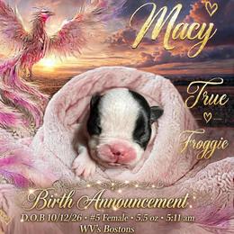 Macy - Black brindle and white female Boston Terrier puppy in North Central, Vermont from Windy Valley’s Bostons
