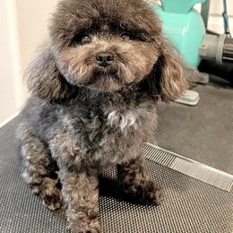 Matchie - Blue male Poodle puppy in Hilo, Hawaii from Premium Teacup Puppy of Hawaii