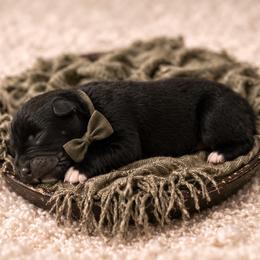 Paul - Black & white male Australian Shepherd puppy in Nicholasville, Kentucky from Sugar Creek Aussies