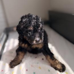 Cavapoo and Goldendoodle Puppies from Dori