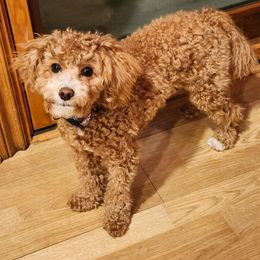 Aussiedoodle All Grown Up from White Pine Farm