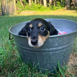 Cove - Black and cream female Dachshund puppy in Crossville, Tennessee from Golden Mini Farm