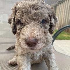 Double Doodles from Belle & Blu Double Doodle Pack