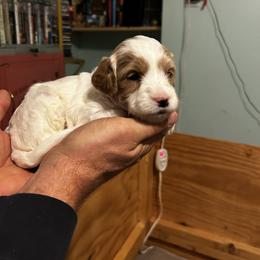 Harry - Parti male Goldendoodle puppy in China Grove, North Carolina from Lasting Legacy Family Dogs