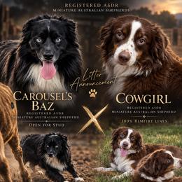 Miniature Australian Shepherd puppies from Lion and The Lamb Kennel