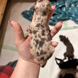 Australian Shepherd Puppies from North Central Aussies