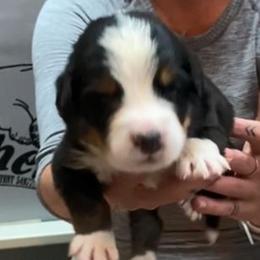Blue Collar Boy - Black rust and white male Bernese Mountain Dog puppy in Bristol, Tennessee from Holston Hollow Farm