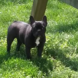 French Bulldogs from Deepwater Creek Kennels