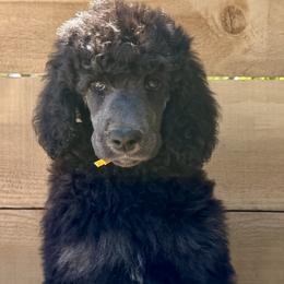Oyster - Phantom male Poodle puppy in Arroyo Grande, California from Ever So Clever Poodles