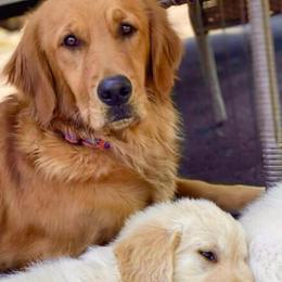 Birdie - Golden Retriever