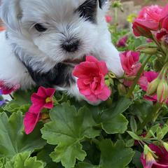 Mal-Shi Puppies from Kelli Hickman