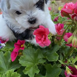 Mal-Shi Puppies from Kelli Hickman