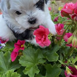 Mal-Shi Puppies from Kelli Hickman