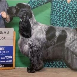 Doris - English Cocker Spaniel