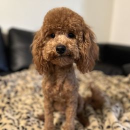 Howie - Poodle