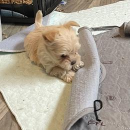 Pierce - White and tan male Morkie puppy in Taylorsville, North Carolina from Mountain Top Hot Tailz
