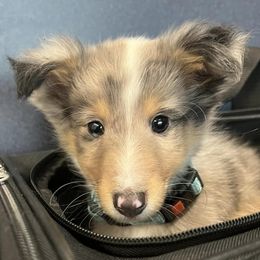 Goldendoodles, Miniature Australian Shepherds, Shetland Sheepdogs, and Toy Shetland Sheepdogs from Better Than Best Farm