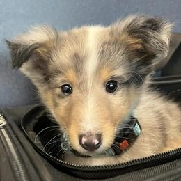 Goldendoodles, Miniature Australian Shepherds, Shetland Sheepdogs, and Toy Shetland Sheepdogs from Better Than Best Farm
