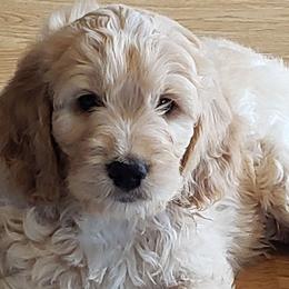 Goldendoodles from Bailey's Bunch