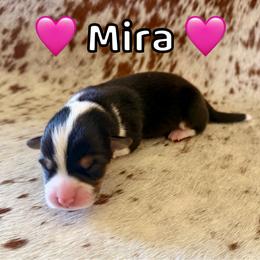 Mira - Black and tan female Pembroke Welsh Corgi puppy in Corning, California from C.H. Pembroke Corgis