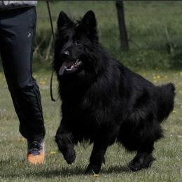 German Shepherd All Grown Up from German shepherd