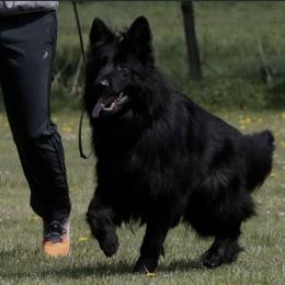 German Shepherd All Grown Up from German shepherd