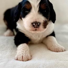 Jonathan-Black collar boy - Tri-color male Bernedoodle puppy in Colorado Springs, Colorado from Mercy Mountain Bernedoodles