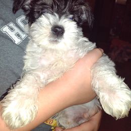 Girl 1 - Parti Miniature Schnauzer puppy in Burna, Kentucky from Sky & Ivy Farms