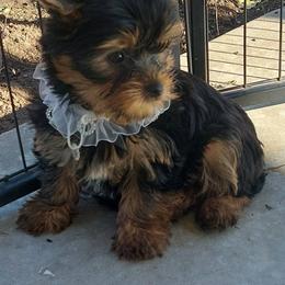 Boy 2 - male Yorkshire Terrier puppy in Grand Terrace, California from CLC SOUTHERN YORKIES