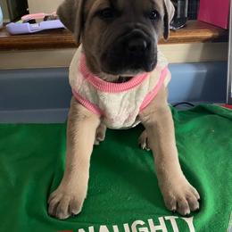 Baby girl - Fawn female Cane Corso puppy in Richmond, Kentucky from AK&J Kentucky Corsos
