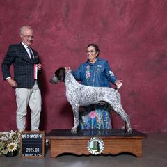 Griff - German Shorthaired Pointer