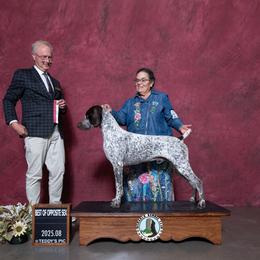 Griff - German Shorthaired Pointer