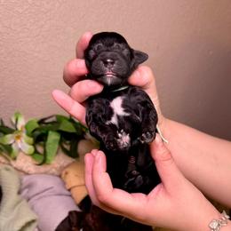 Kokomo - Black male Goldendoodle puppy in Haltom City, Texas from Ohana Doodles