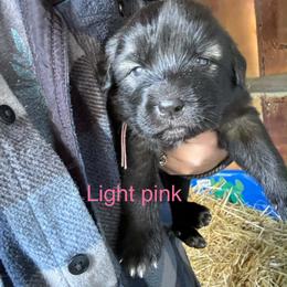 Light Pink - Gray female Sarplaninac puppy in Colorado Springs, Colorado from Pesky Redneck Mini Ranch