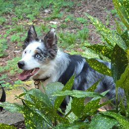 Border Collie puppies from Hoffman Forest Acres LLC