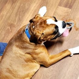 Boxers from Sandy Sirabella's Boxers