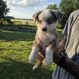 Silas - Blue merle male Miniature Australian Shepherd puppy in Copperas Cove, Texas from Hidden Leaf Aussies