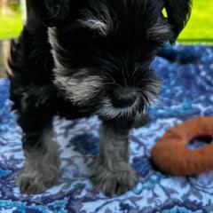 Boy 2 - Black and silver Miniature Schnauzer puppy in Bellville, Ohio from Lynn's Charming Schnauzers