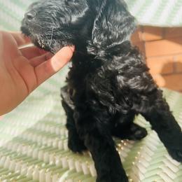Sheepadoodle Puppies from Boujie Doo’s