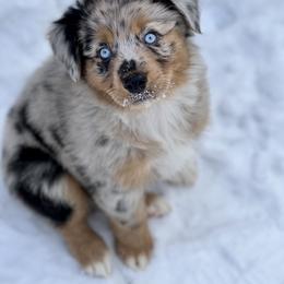Miniature Australian Shepherd Puppies from Quartz Creek Aussies