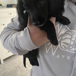 Dachshund All Grown Up from RVA Dachshunds