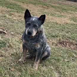 Ellie  - Australian Cattle Dog