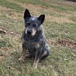 Ellie  - Australian Cattle Dog