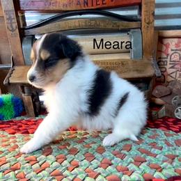 Meara (mear-a) - Black white and tan female Collie puppy in Hinckley, Minnesota from Rusty Spur Collies