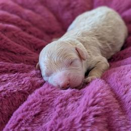 Sansa - Cream female Goldendoodle puppy in Rockledge, Florida from Bellady's Shihpoos